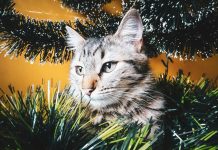 Via da lì! Le piante di Natale tossiche per cane e gatto piante di natale tossiche per cane e gatto