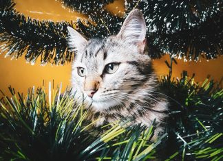 Via da lì! Le piante di Natale tossiche per cane e gatto piante di natale tossiche per cane e gatto