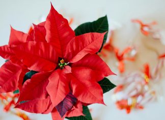 Come curare le piante di Natale: consigli utili