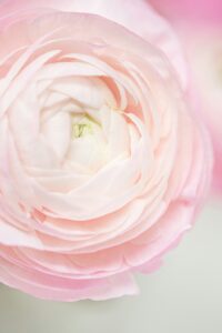 quando piantare il ranuncolo