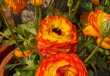 Il ranuncolo è il fiore colorato da piantare a marzo quando piantare il ranuncolo