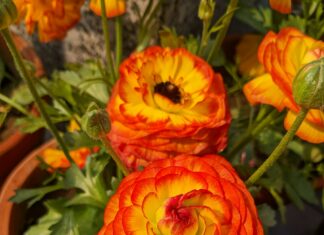 quando piantare il ranuncolo