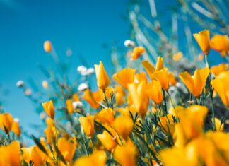 Piante da piantare a inizio primavera