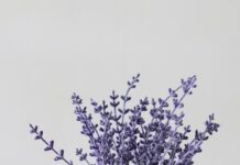 quando piantare la lavanda