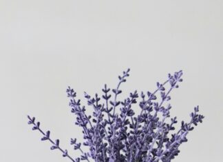 quando piantare la lavanda