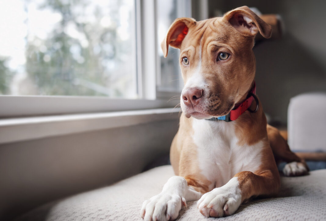 Come lasciare il cane da solo senza farlo soffrire