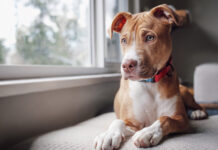 Che ansia separarsi dai nostri adorati cani! Come fare? Come lasciare il cane da solo senza farlo soffrire