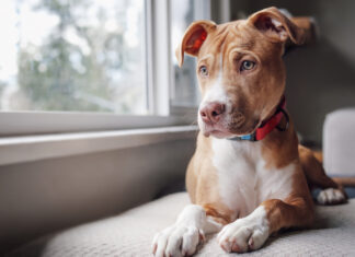 Che ansia separarsi dai nostri adorati cani! Come fare? Come lasciare il cane da solo senza farlo soffrire