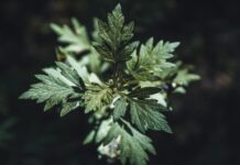 Artemisia nel trattamento delle lesioni cutanee: lo studio Artemisia nel trattamento delle lesioni cutanee: lo studio