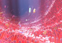 Asse intestino-pelle: una relazione bidirezionale con potenziale terapeutico Microbiota alterato e modulazione del prurito nella dermatite atopica