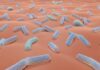 Microbioma cutaneo e network microbici: nuovi biomarcatori per la salute della pelle Microbioma cutaneo e network microbici: nuovi biomarcatori per la salute della pelle