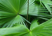 Alopecia androgenetica: efficacia di un supporto nutrizionale con Serenoa repens Alopecia androgenetica: efficacia di un supporto nutrizionale con Serenoa repens