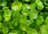 Acido madecassico: dalla skincare coreana un ingrediente contro i batteri resistenti Acido madecassico: dalla skincare coreana un ingrediente contro i batteri resistenti