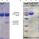 Fig. 3 Gel elettroforetico dei campioni di bLf da colostro (cbLf) e da latte (mbLf) (A); dei campioni di mbLf e di colostro tal quale, centrifugato e filtrato (B).