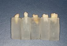 Fig. 1 Gruppo di campioni di denti immersi nei supporti di resina.