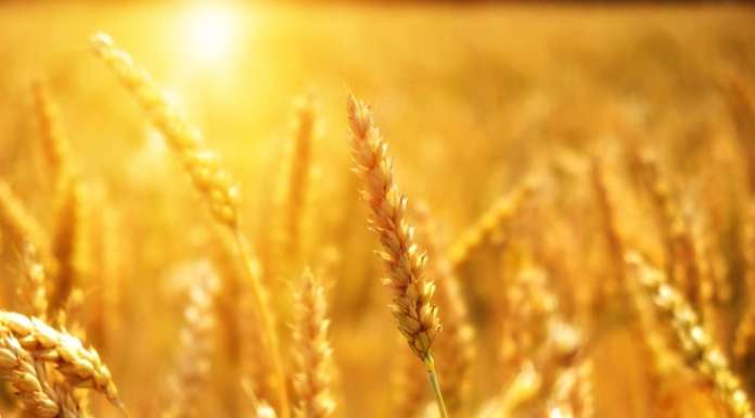 grano campo bio
