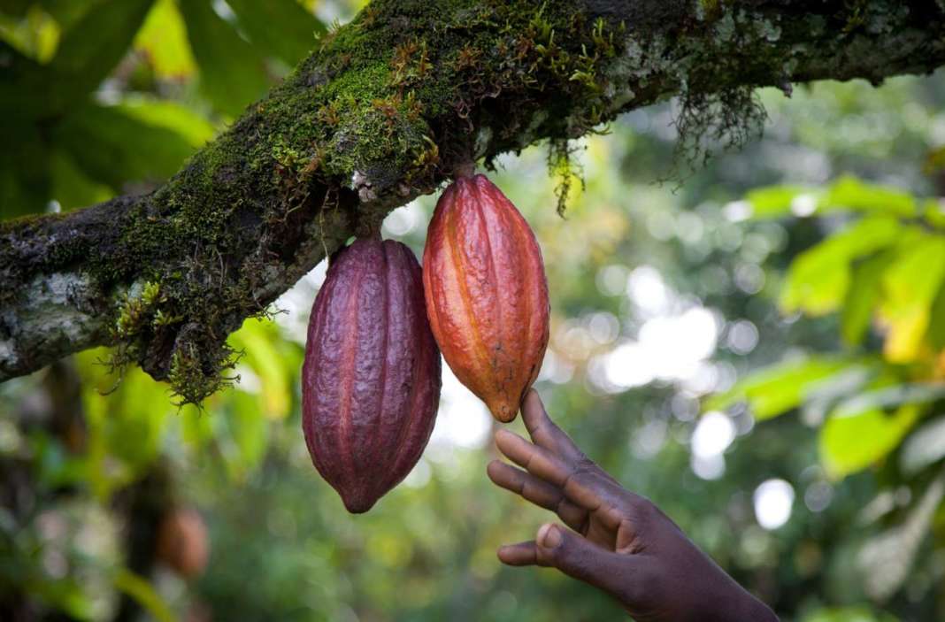 BCFM - Cultivation - Cameroon - Cocoa Beans - Cocoa Pod - Copy