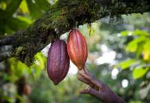 WholeFruit, il cioccolato che sfrutta tutto il frutto del cacao