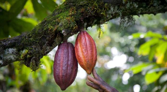WholeFruit, il cioccolato che sfrutta tutto il frutto del cacao
