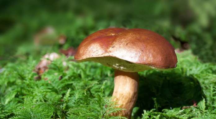 Nasce il gelato al fungo porcino solidale fungo porcino