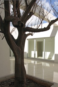 (foto Santo Eduardo De Miceli)