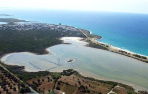 audis_manduria_colimena