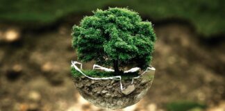 Public investment plans and electric cars