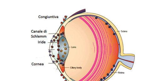 Acquaporine: regolatori della circolazione dell’acqua nell’occhio