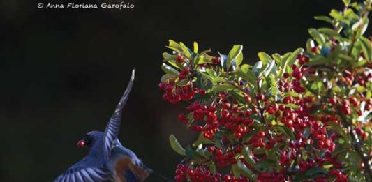 Anna Floriana Garofalo