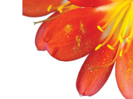 La sindrome da occhio secco e le allergie da pollini primavera