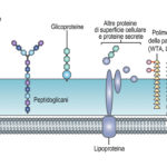 frammenti-attivi-di-cellula-batterica-ad-azine-probiotica