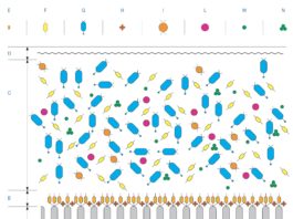 Dry eye disease: stato dell’arte Dry eye disease