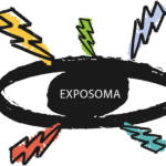 exposoma