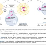 Fig. 1 Ruolo degli esosomi e dei microRNA nel trasporto intercellulare e nella modulazione fenotipica.
