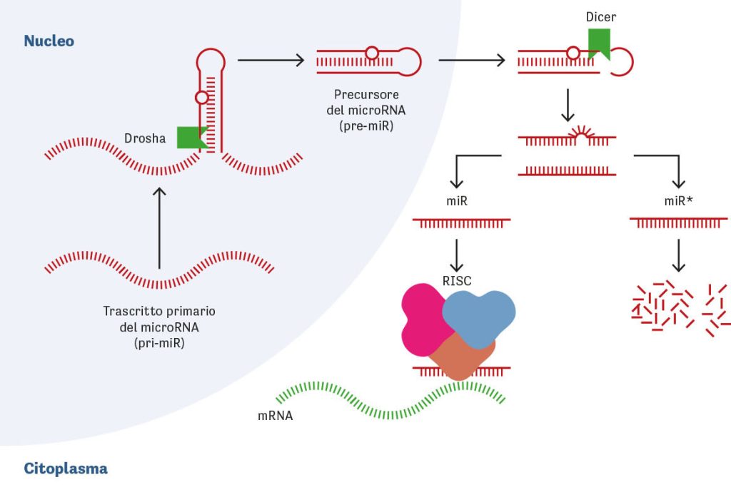 Il processo di biogenesi dei microRNA.