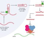 Il processo di biogenesi dei microRNA.
