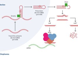 Il processo di biogenesi dei microRNA.