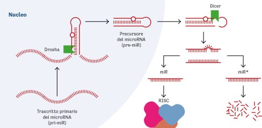 Il processo di biogenesi dei microRNA.