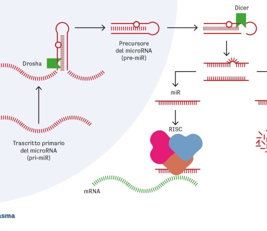 Il processo di biogenesi dei microRNA.