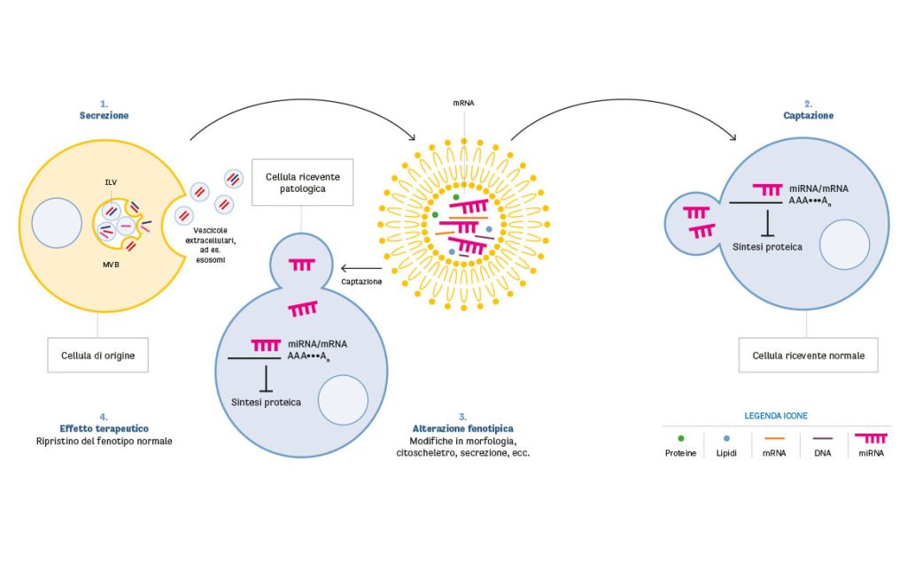 Ruolo degli esosomi e dei microRNA nel trasporto intercellulare e nella modulazione fenotipica.