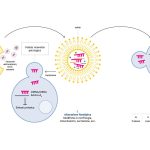 Ruolo degli esosomi e dei microRNA nel trasporto intercellulare e nella modulazione fenotipica.