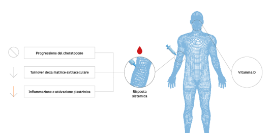 Effetti della vitamina D somministrata per via sistemica.
