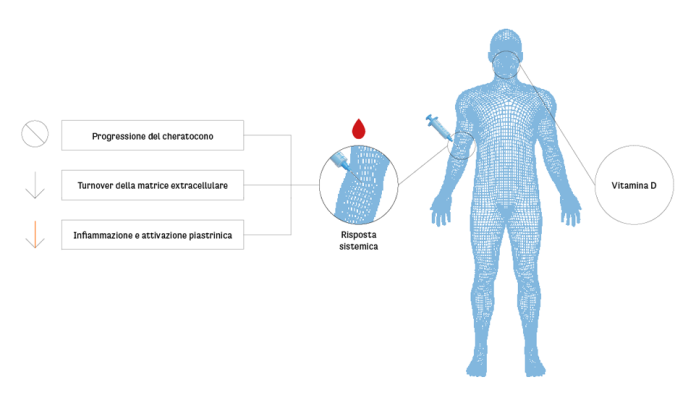 Effetti della vitamina D somministrata per via sistemica.