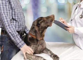 L’età media della diagnosi in oncologia veterinaria