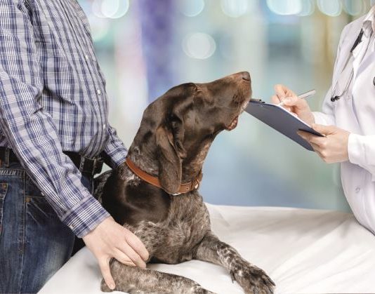 L’età media della diagnosi in oncologia veterinaria