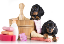 Prodotti profumati per animali: quali novità?