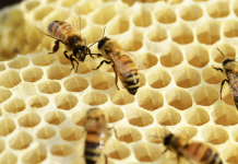 Antivirali naturali, quale efficacia?