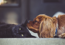 Caldo e umidità: l’importanza dell’idratazione anche per cani e gatti