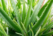 Botta e risposta in Europa