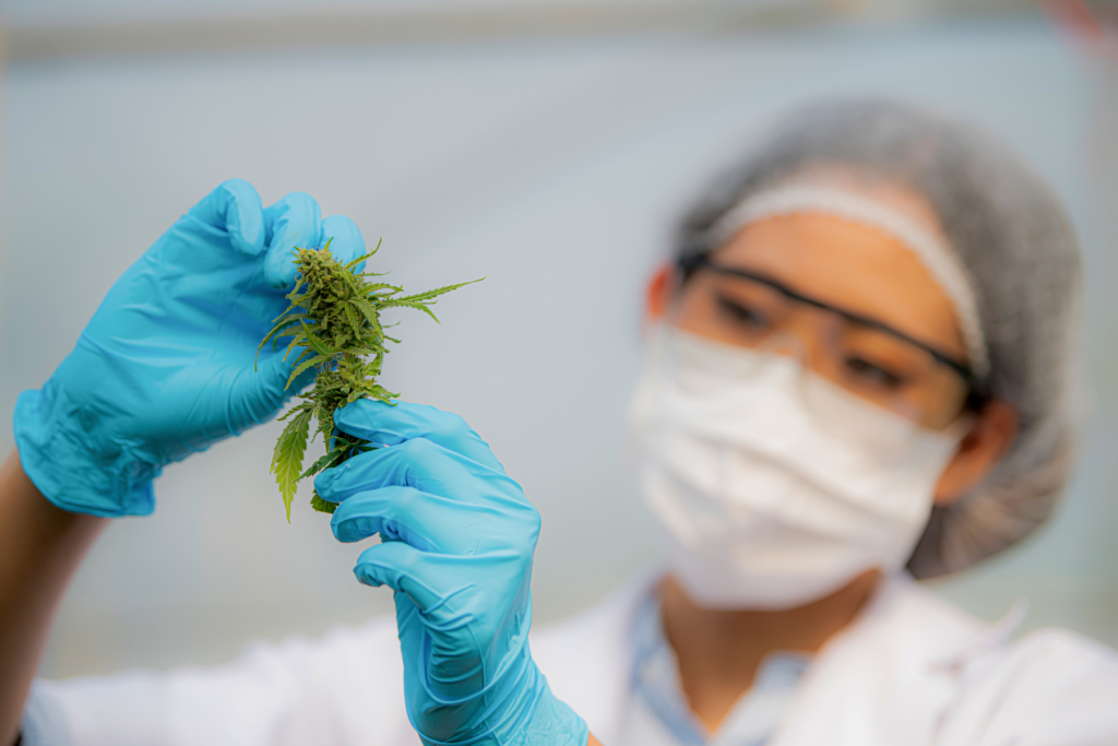 EFSA sottolinea che le soglie stabilite non si applicano a qualsiasi prodotto in commercio, ma esclusivamente agli integratori alimentari a base di CBD con una purezza almeno del 98%